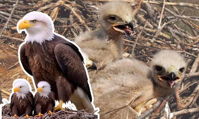 Thế giới động vật "hệ AI": Ranh giới mong manh giữa giải trí và xô lệch góc nhìn