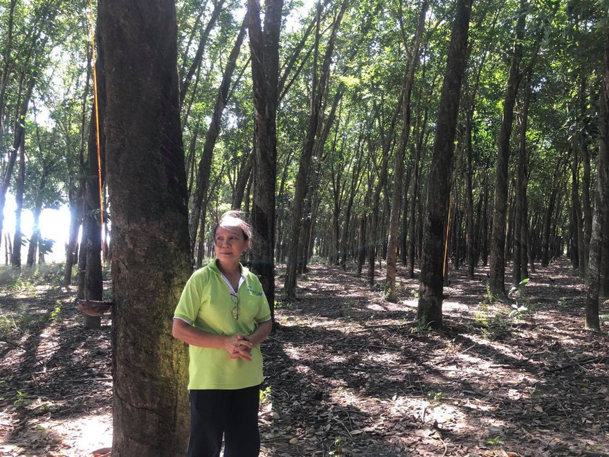 Lo trắng tay khi đất trồng cao su bị thu hồi