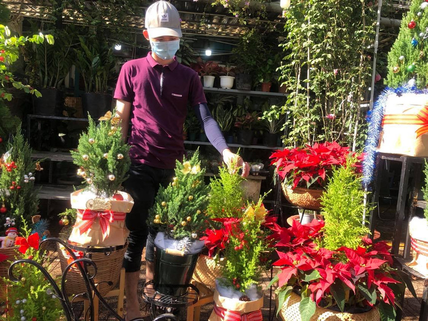 Dân Sài Gòn 'săn' tùng thơm giá rẻ chơi Noel