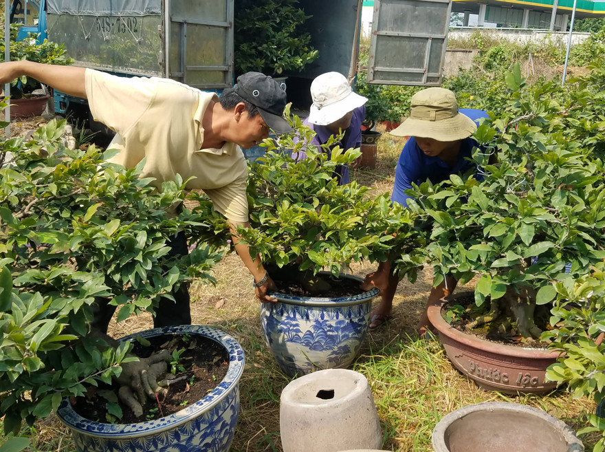 Nhà vườn Thủ Đức vận chuyển mai tết tung ra thị trường