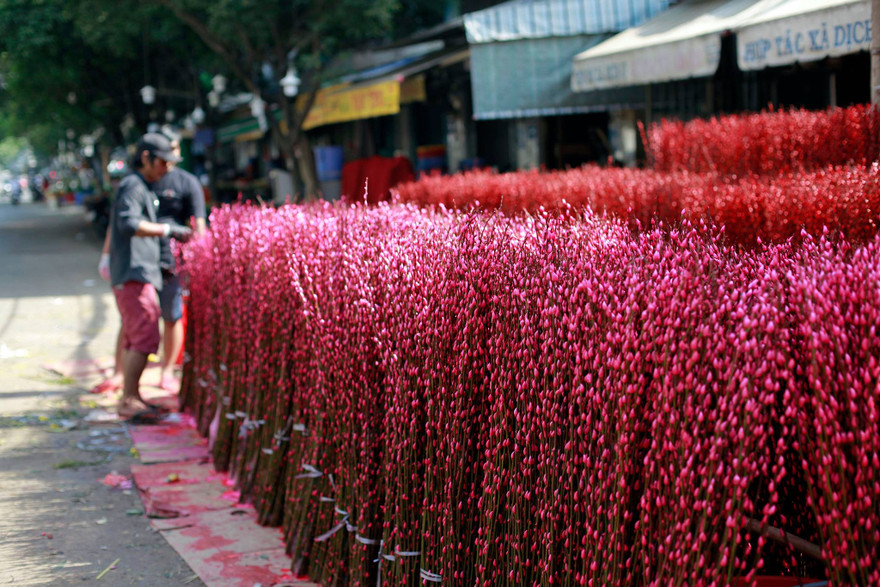 Đào nhuộm chưng tết rực rỡ tại chợ hoa Đầm Sen