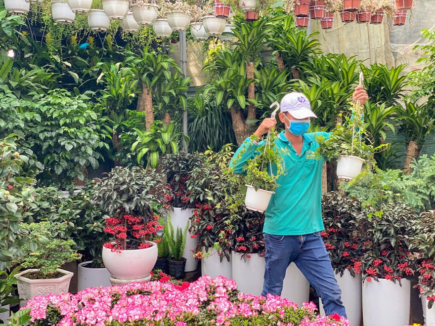 Kiểng tết tập kết Sài Gòn