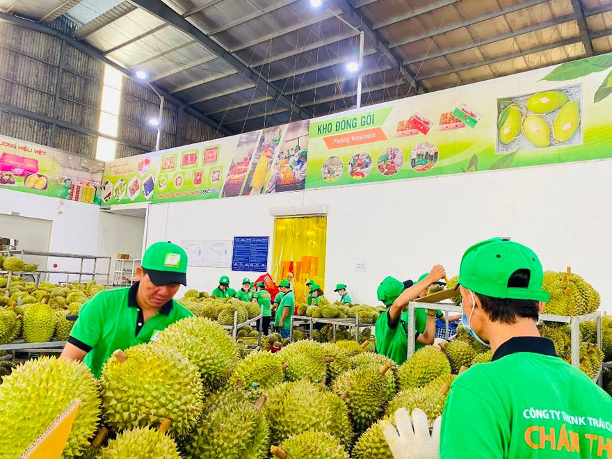 Bất chấp dịch, sầu riêng vẫn rộng đường xuất khẩu và có giá cao