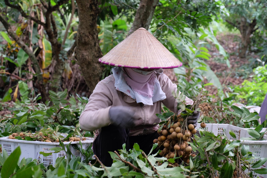 Nhãn rụng đầy vườn nhưng không có người mua