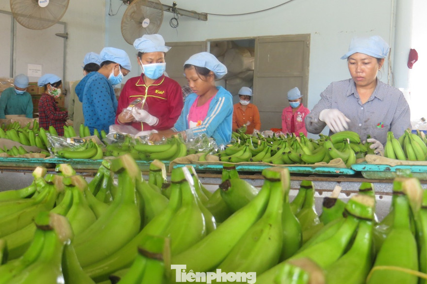 Nông sản là thế mạnh của Việt Nam