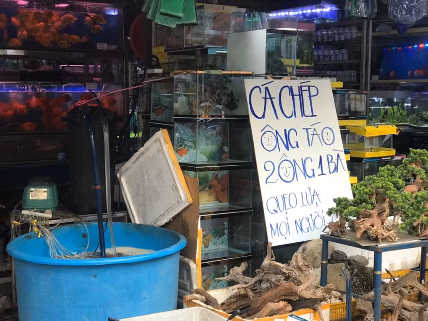 Tiệm kinh doanh cá treo biển mời mua cá chép khá ngộ nghĩnh