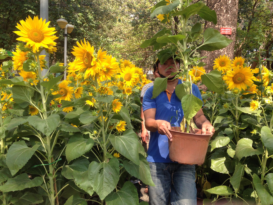 Nhiều loại hoa xuân đã bắt đầu giảm giá sớm