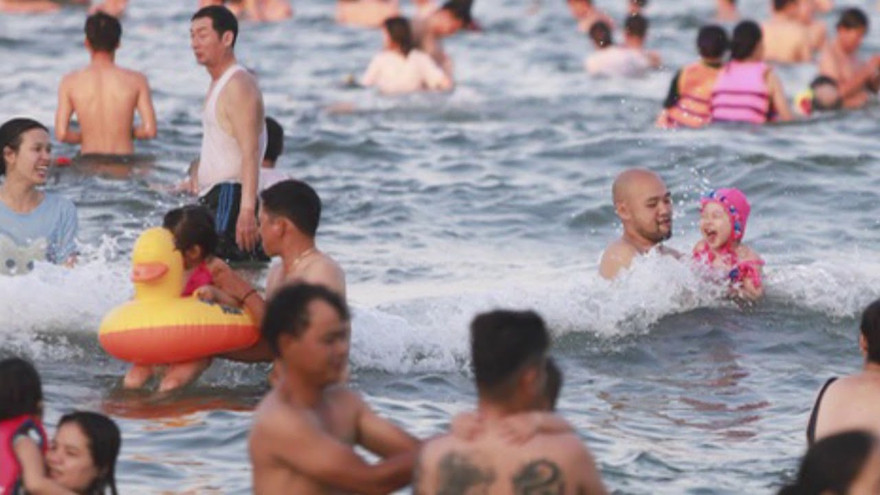 Mùa hè, tắm biển dễ bị sứa "cắn"
