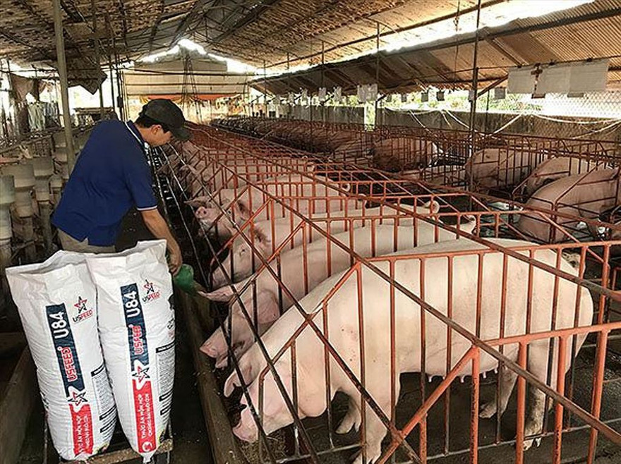 HCM phát hiện ổ dịch tả heo châu Phi đầu tiên tại P.Phú Hữu, Q.9