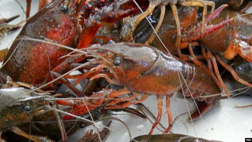 Dù bị cấm, tôm hùm đất vẫn được bán rầm rộ trên mạng