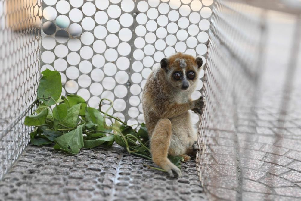 C&aacute; thể culi được ph&aacute;t hiện trong vườn nh&agrave; d&acirc;n tại H&agrave; Tĩnh