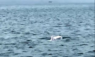 Đàn cá heo trắng tung tăng bơi lượn ở biển Quảng Ninh