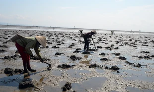 Báo động tình trạng tận diệt đặc sản sá sùng ở Quảng Ninh