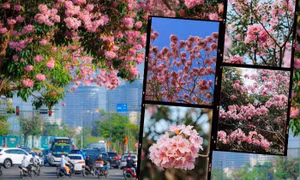 TP.HCM mùa hoa kèn hồng rực rỡ: Những tọa độ "săn mây hồng" đậm chất điện ảnh