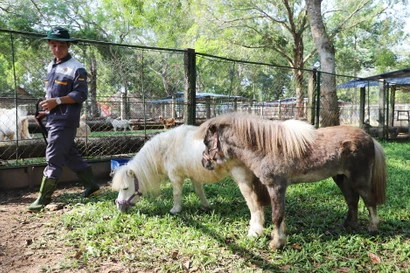 Du khách thích thú xem cặp ngựa lùn 'độc nhất vô nhị' 
