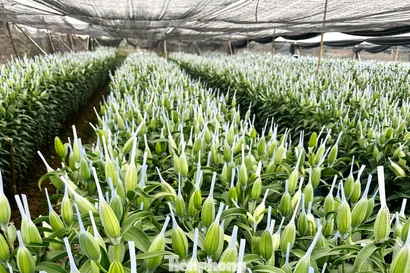 Hoa tươi 28 Tết: Tuyết mai giá mềm, ly kép tăng phi mã