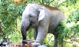 Voi rừng liên tục tàn phá cây trồng của người dân ở Lâm Đồng