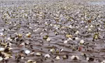 Quảng Ninh cảnh báo nguy cơ ngao chết hàng loạt do bệnh truyền nhiễm đặc biệt nguy hiểm