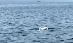 Đàn cá heo trắng tung tăng bơi lượn ở biển Quảng Ninh