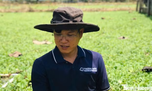 Cử nhân luật về quê nuôi ốc từ ao hoang, tạo sinh kế cho thanh niên