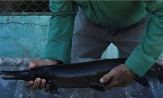 Chạy đua với thời gian cứu loài cá cổ xưa như khủng long