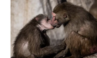 Nụ hôn có từ bao giờ?