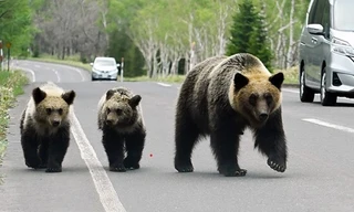 Gấu liên tục tấn công người, Nhật Bản huy động binh lính đối phó