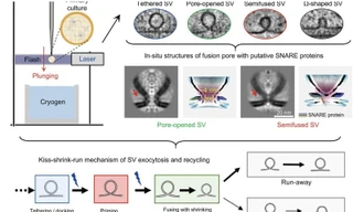 Lần đầu tiên ghi lại khoảnh khắc tế bào thần kinh ‘hôn và chạy’