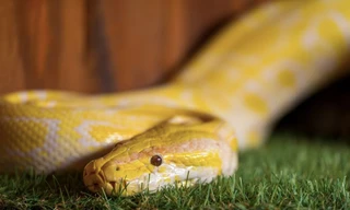 Phát hiện bất ngờ về nước tiểu của rắn