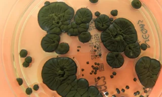 Loài nấm sinh sôi ở ‘vùng chết’ có thể bảo vệ phi hành gia