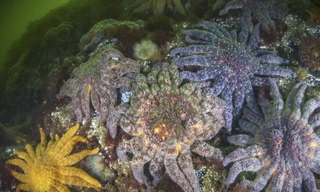 Giải mã bí ẩn tàn phá 5 tỷ con sao biển