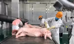 Phạt 320 triệu đồng công ty giết mổ gia súc lớn ở Hà Nội