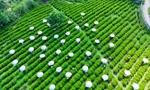 Thái Nguyên muốn thu 1 tỷ USD từ cây chè