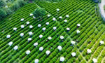 Thái Nguyên muốn thu 1 tỷ USD từ cây chè