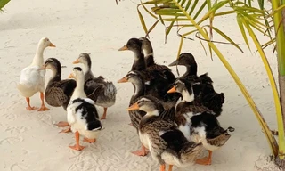 Độc lạ cuộc thi đặt tên cho đàn vịt trôi dạt vào resort 5 sao 