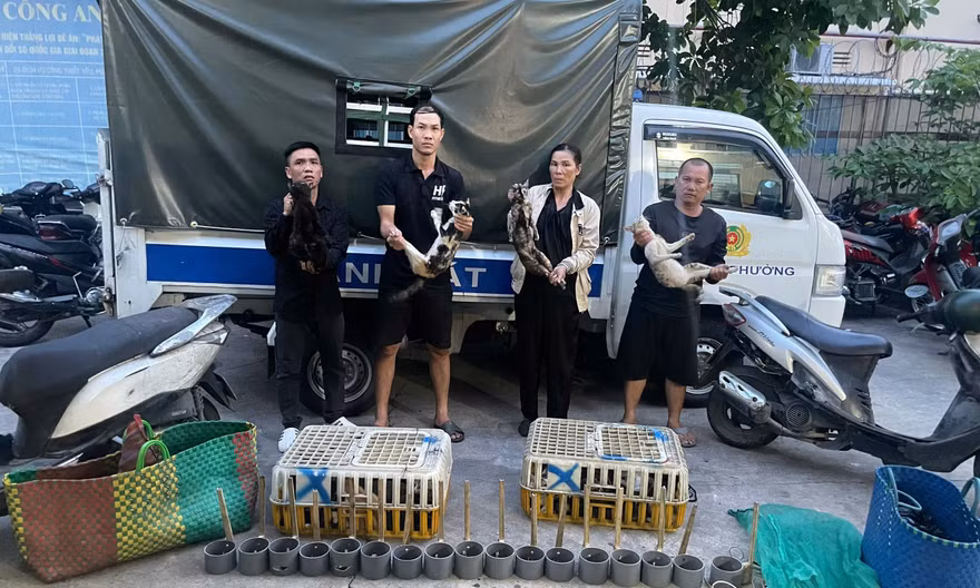 Giải cứu hơn 500 con mèo khỏi đường dây 'miêu tặc'