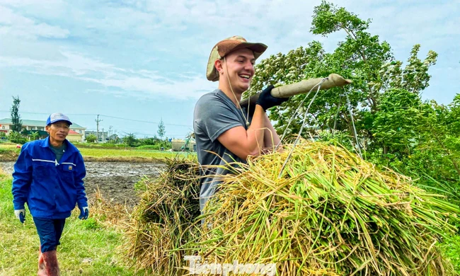 Khách nước ngoài trải nghiệm làm nông dân gặt lúa, bắt cua tại Đặc khu Cô Tô