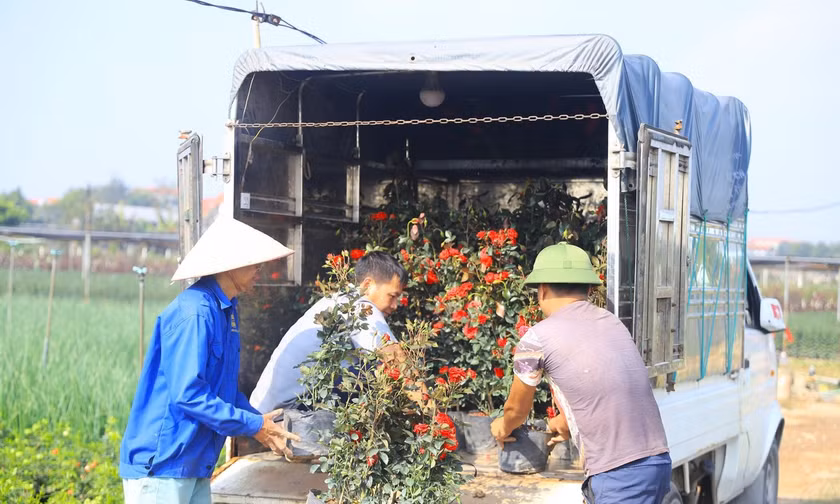 Hà Nội: Thủ phủ hoa Mê Linh 'chạy nước rút' vụ Tết