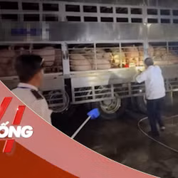 NHỊP SỐNG 24: Xử lý 2 xe tải chở hơn 200 con heo dương tính với Salbutamol vào TPHCM