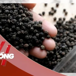 NHỊP SỐNG 24: Ba quốc gia chi tiền gom mua ồ ạt ‘vàng đen’ của Việt Nam