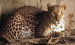 Bắt quả tang một cơ sở đang nuôi nhốt nhiều hổ, gấu, báo tại TPHCM