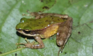 Phát hiện loài ếch mới tại Vườn Quốc gia Vũ Quang