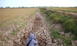 Xâm nhập mặn có thể vào sâu nhất 70km ở ĐBSCL