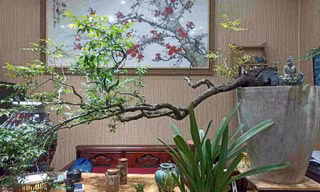 'Cơn sốt' cây Muội hồng: Yêu cầu xử lý nghiêm các trường hợp khai thác, mua bán 