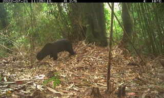 Tìm thấy loài gấu cực kỳ quý hiếm ngoài tự nhiên