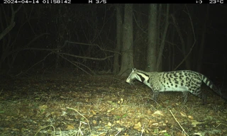 Phát hiện các loài thú cực kỳ bí ẩn ở Việt Nam