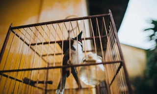 Giới bảo tồn kêu gọi ngừng nuôi chim cảnh