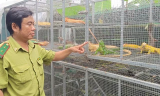 Bất ngờ phát hiện hộ dân nuôi trái phép hàng trăm động vật hoang dã