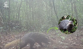 Phát hiện loài động vật đặc biệt ở Vườn Quốc gia Chư Yang Sin 