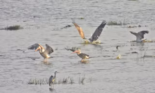 Đàn bồ nông chân xám quý hiếm trở lại Tràm Chim sau 6 năm vắng bóng